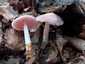 Rózsás kígyógomba (Mycena rosea), Somogy